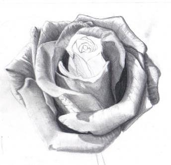 как нарисовать розу карандашами и сгладить границы