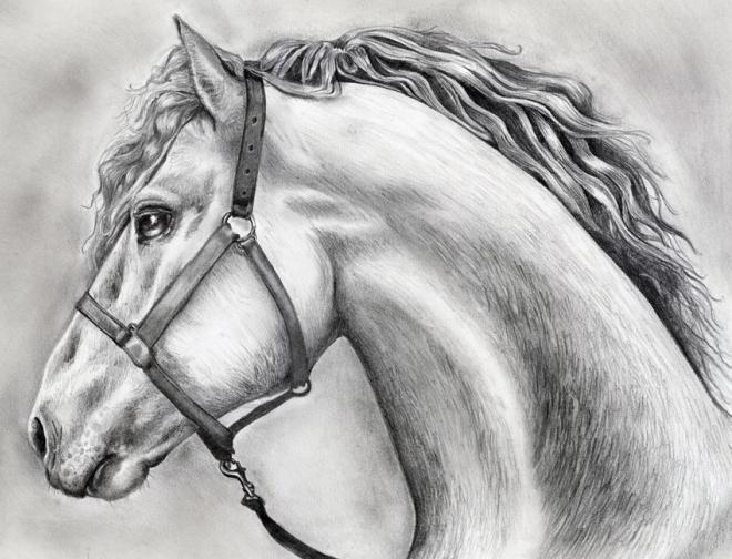 как нарисовать голову лошади карандашом