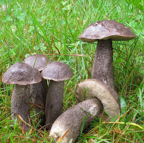 обабок гриб фото болотные