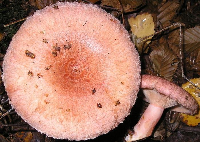 pink fungus mushroom