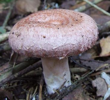 threshing mushrooms