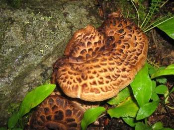 blackberry mushroom