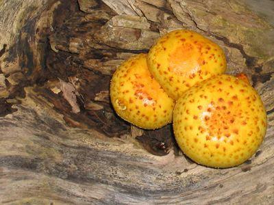 yellow blackberry mushrooms