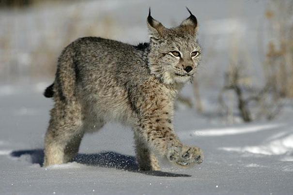 short riddles about lynx