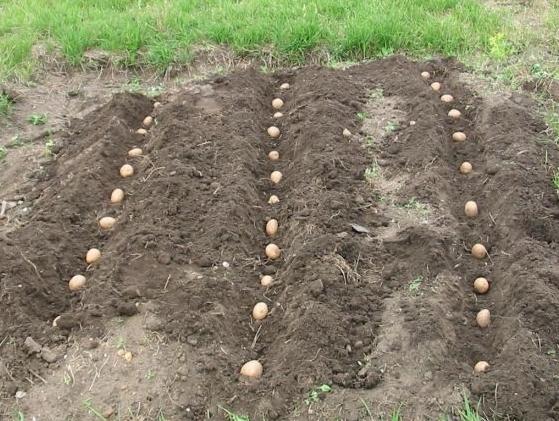 potato planting time