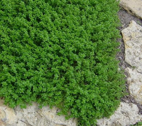 thyme essential oil