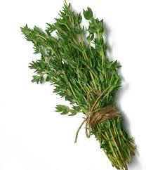 thyme useful properties and contraindications