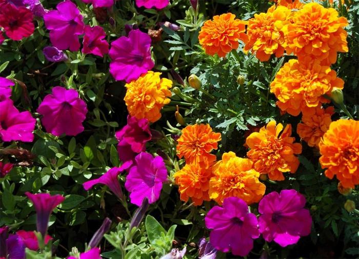 flowerbed of petunias and marigolds