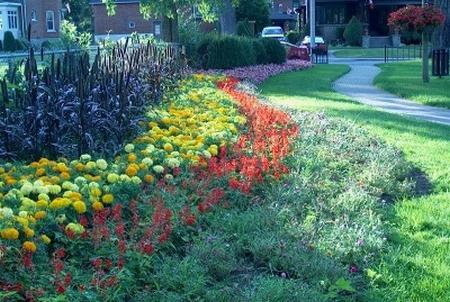 decoration of flower beds from marigolds