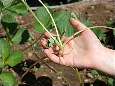 strawberry transplant in the fall