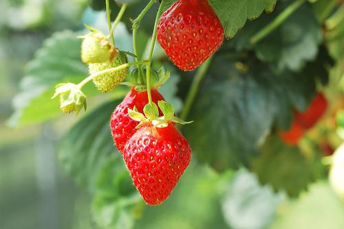 when to transplant strawberries