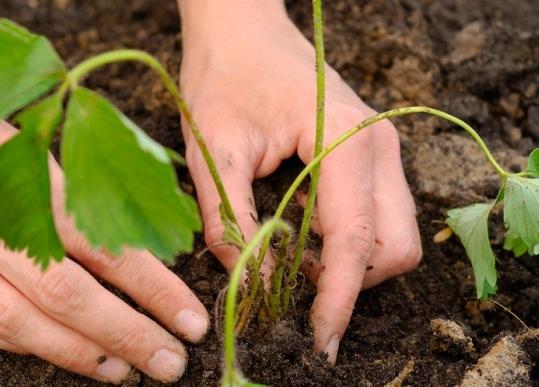 how to plant strawberries in the fall