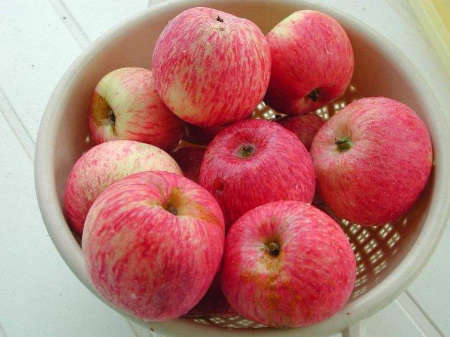 Borovinka apple tree