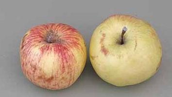 varieties of apples photo