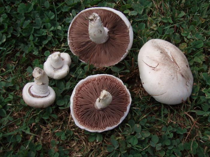 виды грибов съедобных