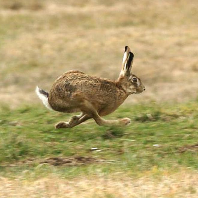 максимальная скорость зайца фото