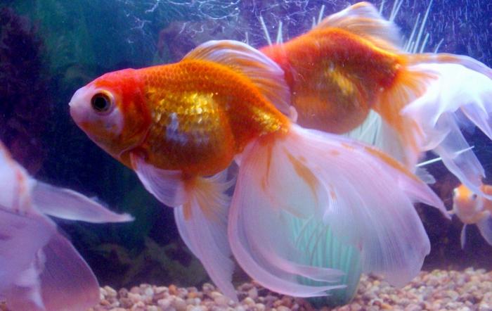 золотая рыбка в круглом аквариуме