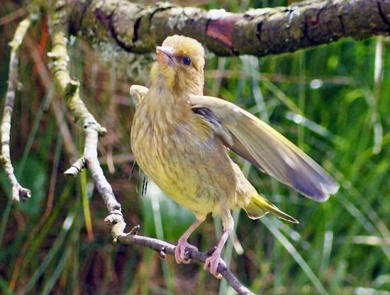 common greenfinch