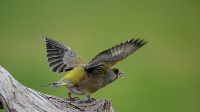 pictures of birds of Russia