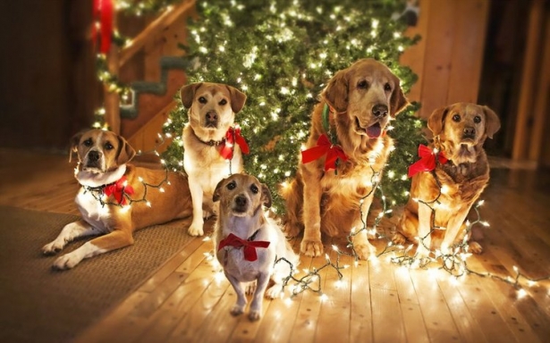 приметы на рождество в год собаки