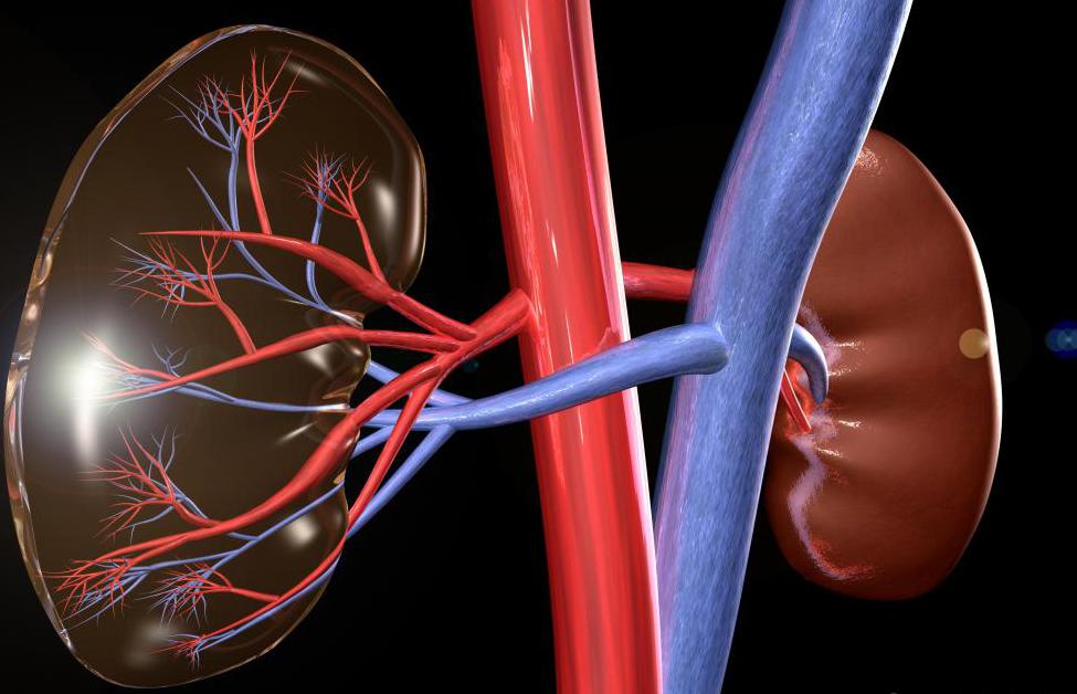 две почки и соединяющие их артерии