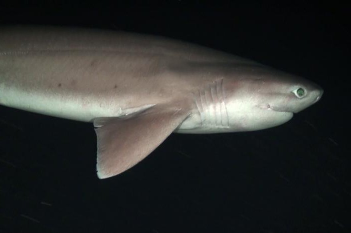 гигантская шестижаберная акула