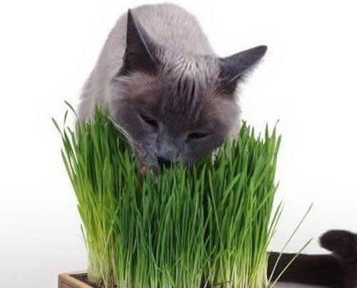 Почему коши едят траву 