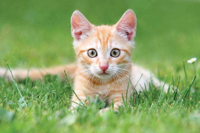 Любимая трава кошек 