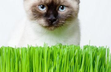 Трава для кошки 