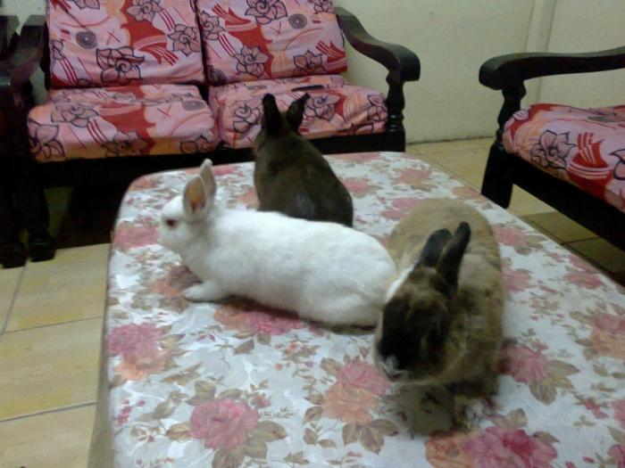 декоративный кролик в домашних условиях