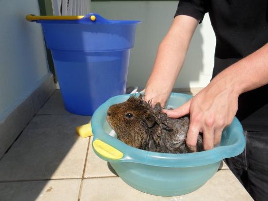 Do guinea pigs bathe