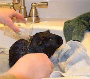 How to bathe a guinea pig