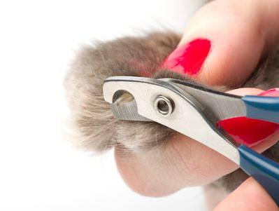 how to trim the cat's claws