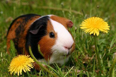 Homemade guinea pig