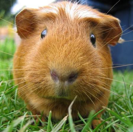 how many guinea pigs live at home