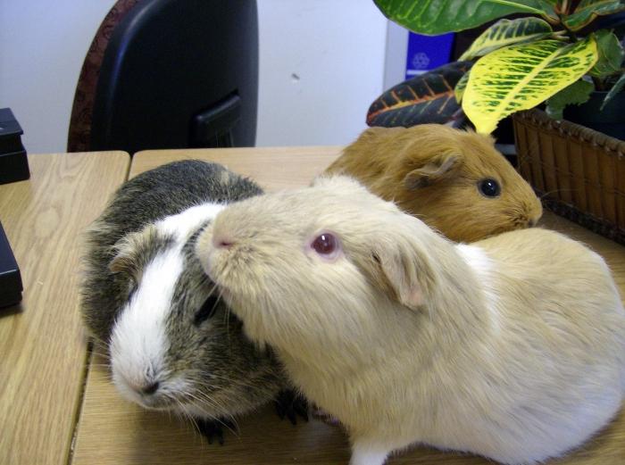 types of guinea pigs