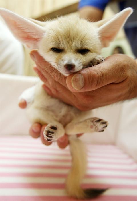 fennec fox at home