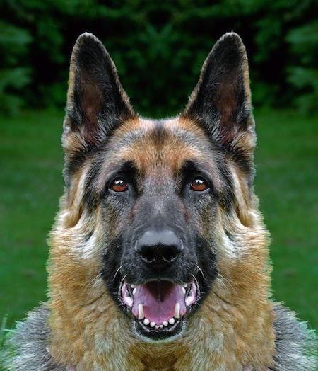 German shepherd boys dog nicknames