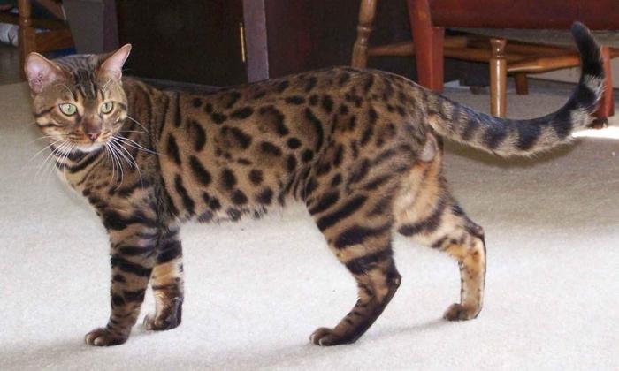 the most beautiful cat breeds photo