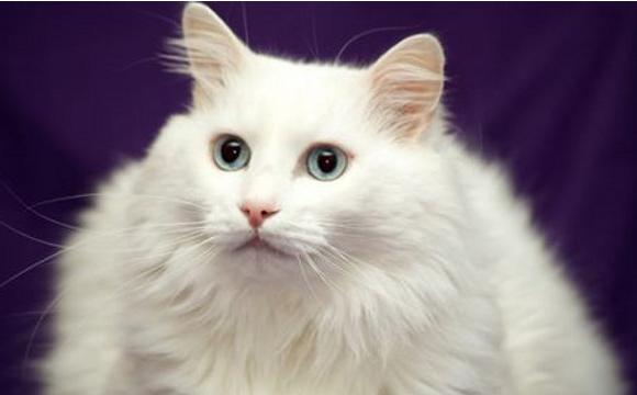 beautiful cat breeds photo