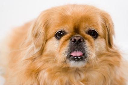 How old are the Pekingese