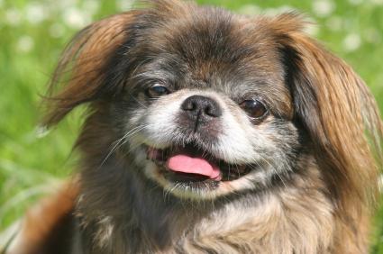 How many Pekingese dogs live?