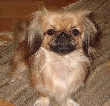 Pekingese: how much they live