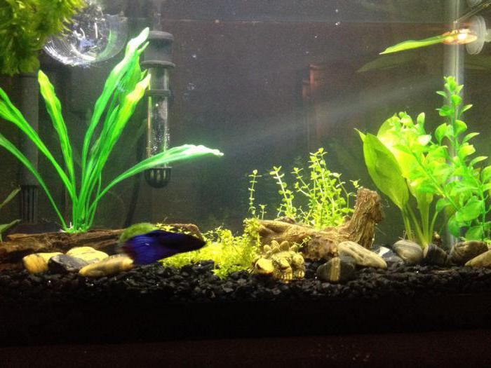 which filter is best for an aquarium of 100 liters