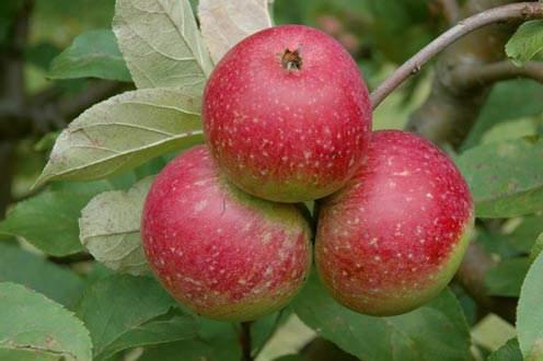 Райские яблоки фото