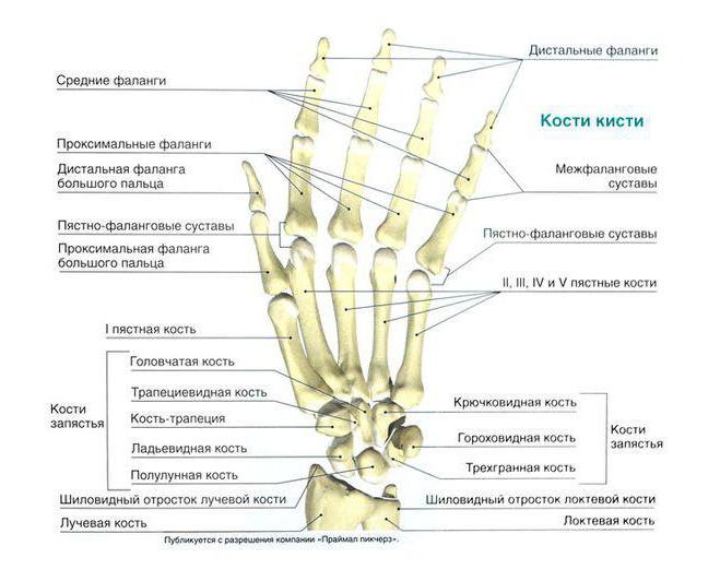 Кости руки человека название рисунок с подписями