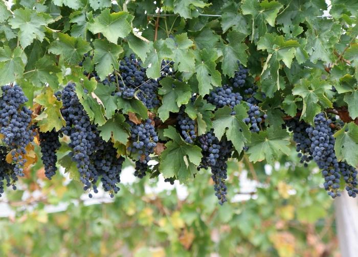 Лучшие сорта винограда для подмосковья с фото и описанием для