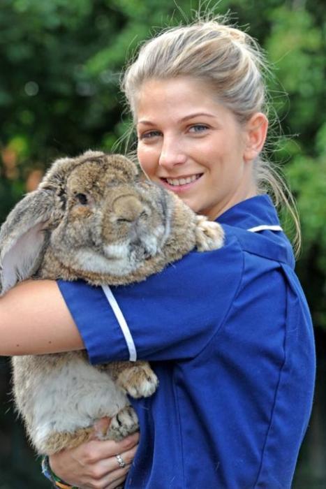 lop-eared rabbits