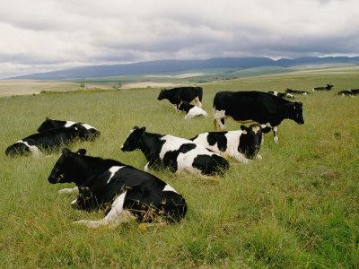  коровы голштинской породы цена