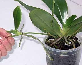 орхидея уход размножение пересадка 